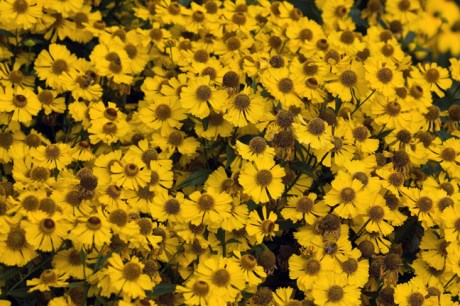 Botanical Gardens, Dublin, Ireland, 2021