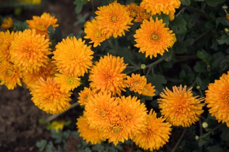 Botanical Gardens, Dublin, Ireland, 2021