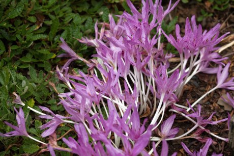 Botanical Gardens, Dublin, Ireland, 2021