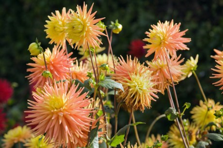 Botanical Gardens, Dublin, Ireland, 2021