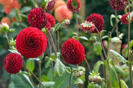Botanical Gardens, Dublin, Ireland, 2021