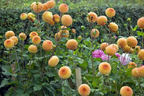 Botanical Gardens, Dublin, Ireland, 2021