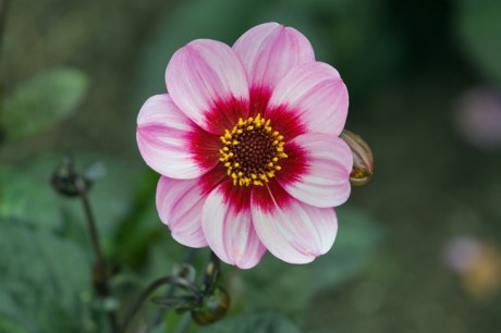 Botanical Gardens, Dublin, Ireland, 2021