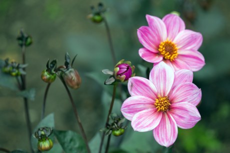 Botanical Gardens, Dublin, Ireland, 2021