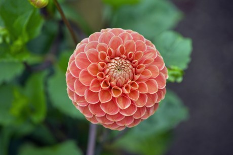 Botanical Gardens, Dublin, Ireland, 2021