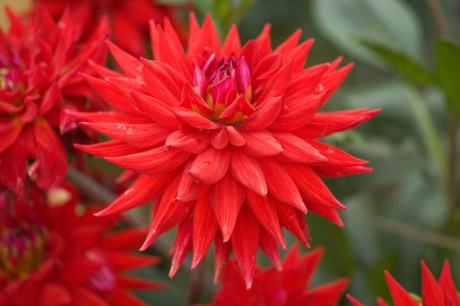 Botanical Gardens, Dublin, Ireland, 2021