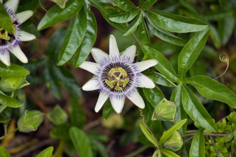 Botanical Gardens, Dublin, Ireland, 2021
