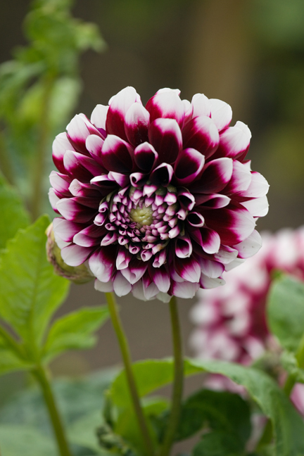 Botanical Gardens, Dublin, Ireland, 2021