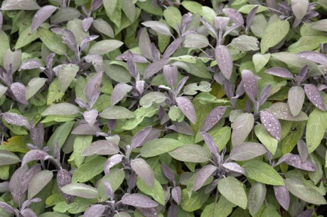 Botanical Gardens, Dublin, Ireland, 2021