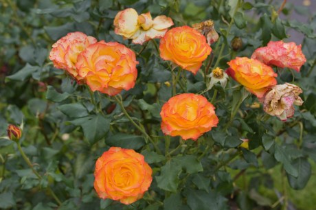 Botanical Gardens, Dublin, Ireland, 2021