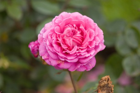 Botanical Gardens, Dublin, Ireland, 2021