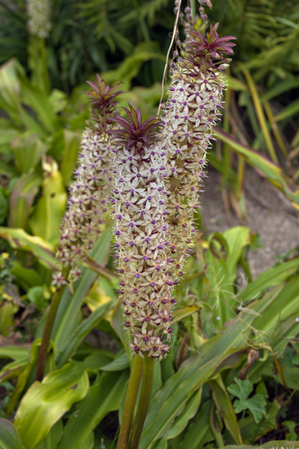 Botanical Gardens, Dublin, Ireland, 2021