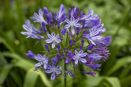 Botanical Gardens, Dublin, Ireland, 2021