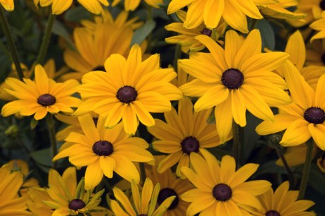 Botanical Gardens, Dublin, Ireland, 2021