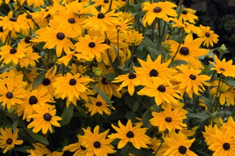 Botanical Gardens, Dublin, Ireland, 2021