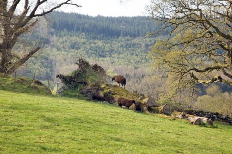 Ffos Anoddun, Betws-y-Coed, Conwy, Wales, 2022