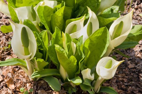 Portmeirion, Gwynedd, Wales, 2022