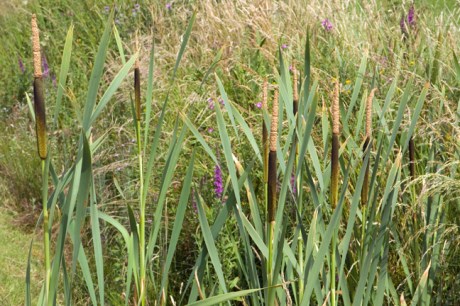 Templetown, Co. Louth, Ireland 2022