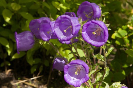 Strawhall, Co. Carlow, Ireland 2022