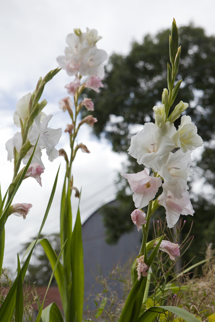 Calliaghstown, Co. Meath, Ireland 2022