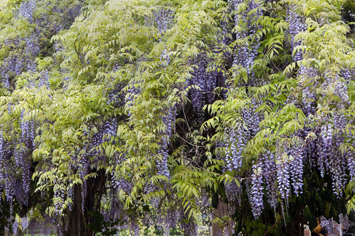 Jardin Raymond VI, Toulouse, France, April 2025