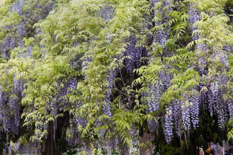 Jardin Raymond VI, Toulouse, France, April 2025