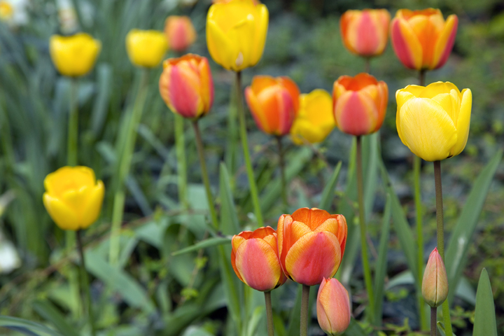 Merrion Square, Dublin, Ireland 2020