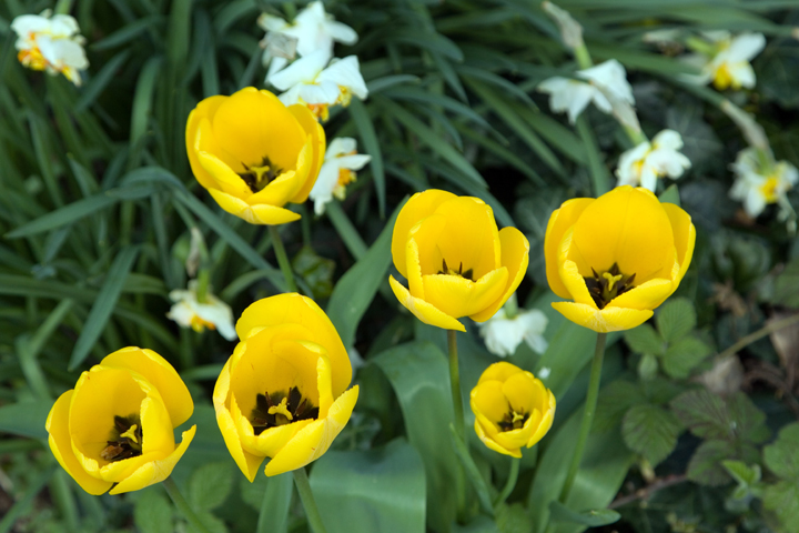 Merrion Square, Dublin, Ireland 2020