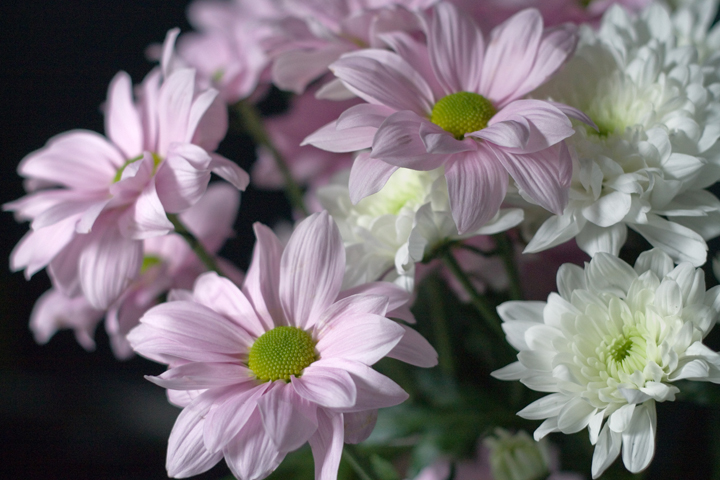 Clyde Road, Dublin, Ireland 2021