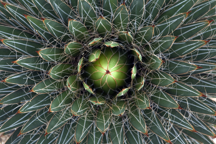 Botanical Gardens, Dublin, Ireland 2022