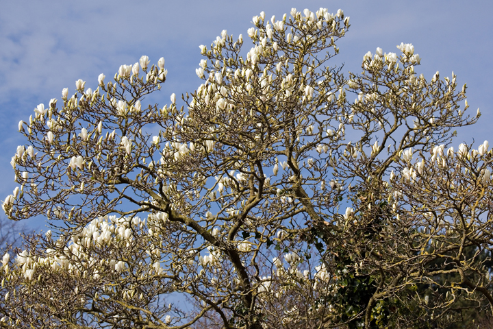 Herbert Park, Dublin, Ireland 2022