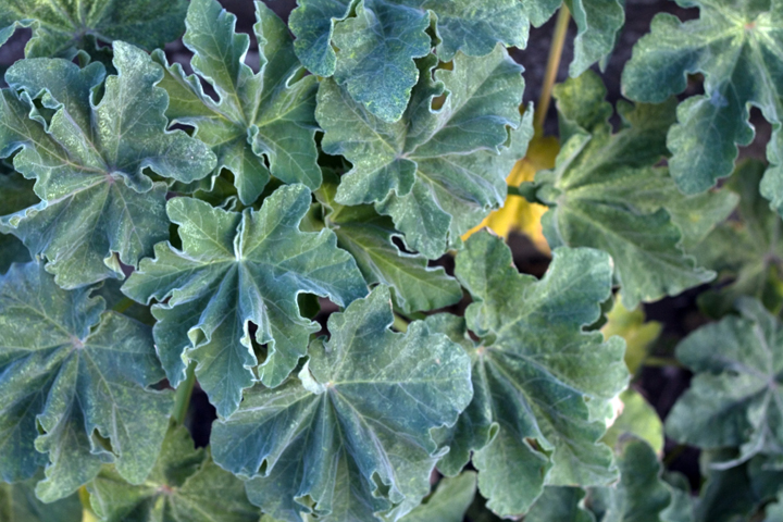 Portmarnock, Co. Dublin, Ireland 2022