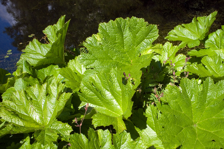 Kilmacurragh, Co. Wicklow, Ireland 2024