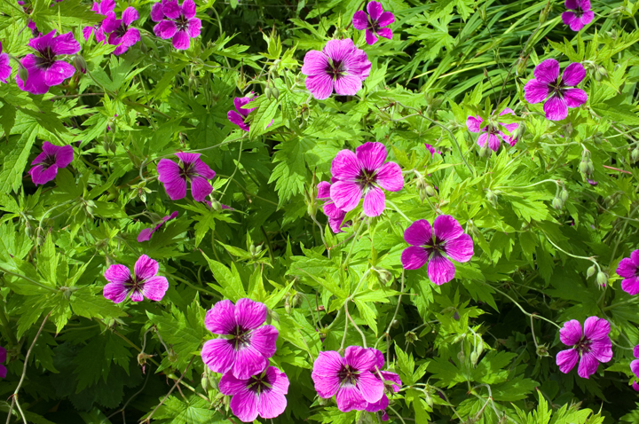 Kilmacurragh, Co. Wicklow, Ireland 2024