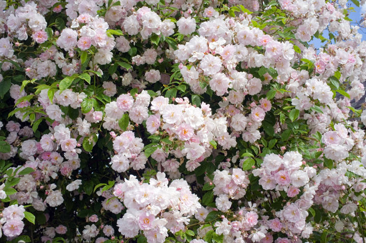 Kilmacurragh, Co. Wicklow, Ireland 2024