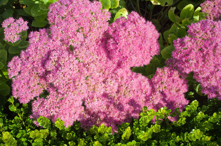 Phoenix Park, Dublin, Ireland 2024