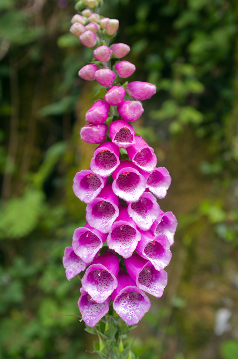Devils Glen, Co. Wicklow, Ireland 2024