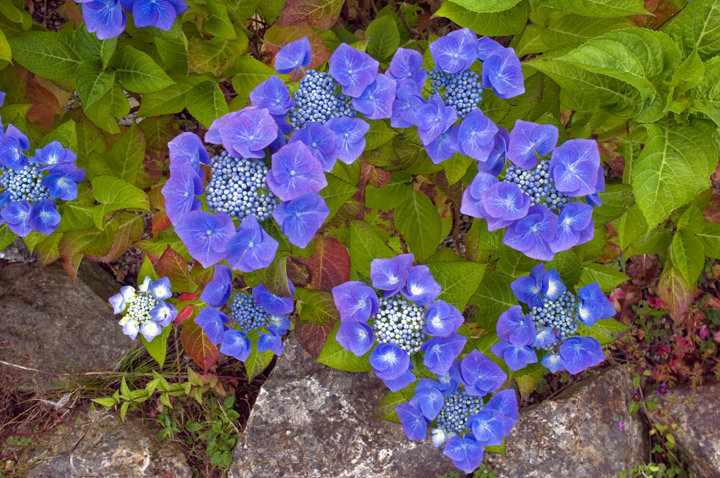 Rathnew, Co. Wicklow, Ireland 2024