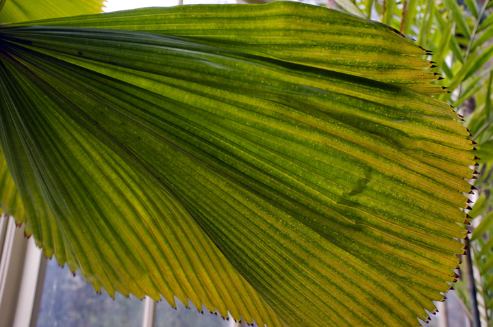 Botanical Gardens, Dublin, Ireland 2024