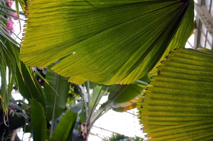 Botanical Gardens, Dublin, Ireland 2024