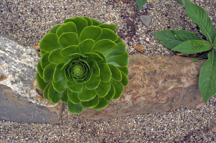 Botanical Gardens, Dublin, Ireland 2024