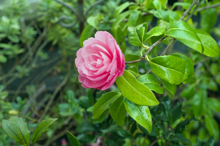 Clyde Road, Dublin, Ireland 2025 © Tom O’ Connor 2025