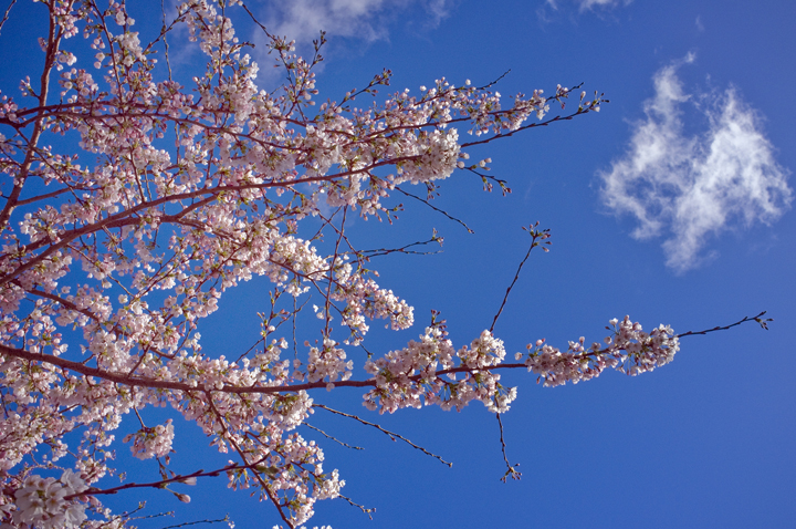 Herbert Park, Dublin, Ireland 2025
