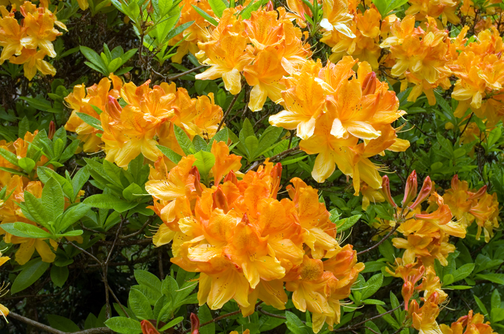 Mount Usher, Co. Wicklow, Ireland 2025