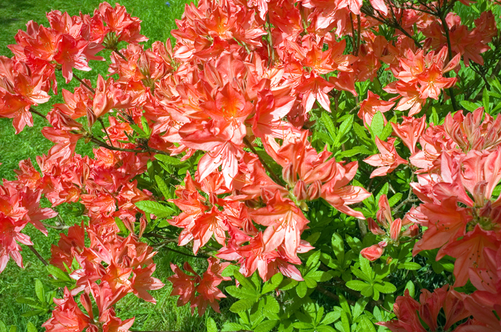 Mount Usher, Co. Wicklow, Ireland 2025