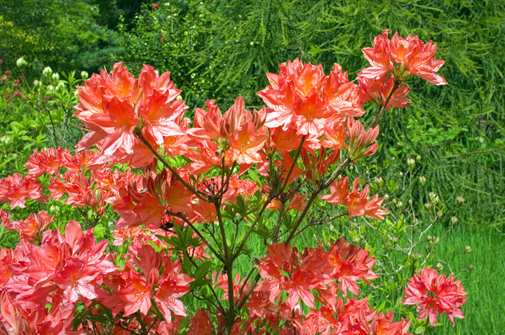 Mount Usher, Co. Wicklow, Ireland 2025