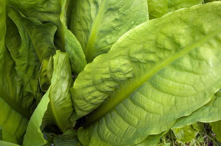 Mount Usher, Co. Wicklow, Ireland 2025