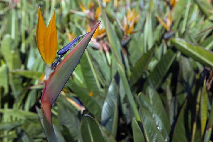 Lago da Estufa Fria, Lisbon, Portugal, December 2025