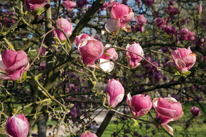 Parc de la Pépiniére, Nancy, France, April 2026