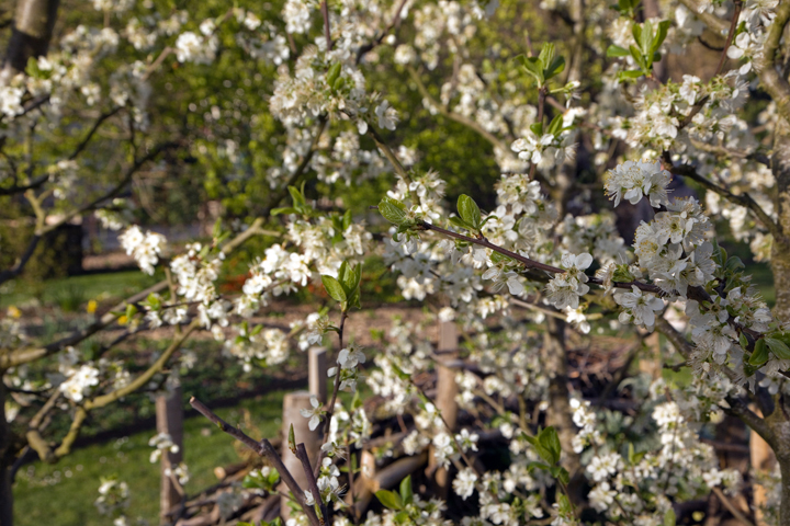 Jardin Dominique Alexandre Godron, Nancy, France, April 2026